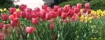 Tulips.